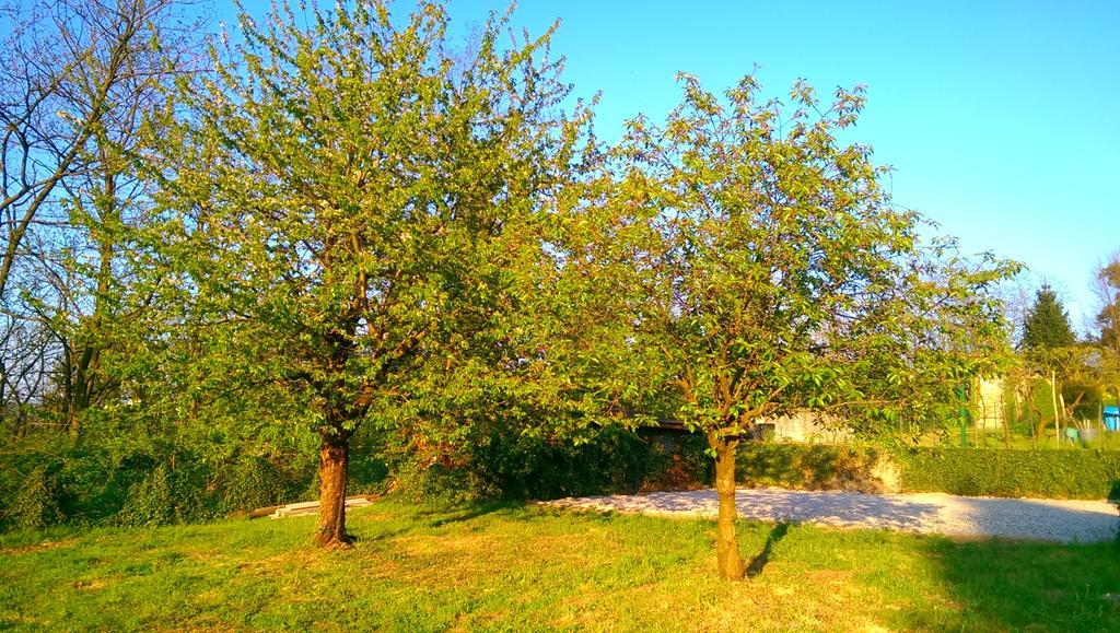 B&B Vinago Belvedere Mornago Εξωτερικό φωτογραφία